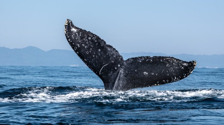 نهنگ های اتریوم، پالی گان خریدند