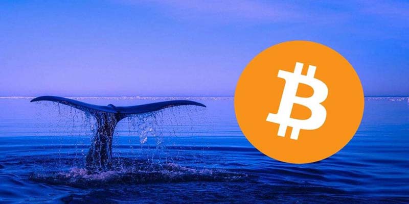 تاثیر بازگشت نهنگ‌ های خفته بر قیمت ارز بیت کوین