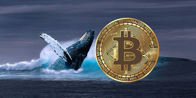 نهنگ بیت کوین کیست؟