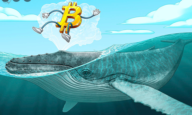 تاثیر نهنگ ها بر روی بازار ارز دیجیتال